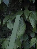 pi-may-va-leaves.jpg