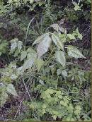 pi-may-va-leaves.jpg