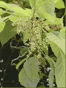 pi-may-va-leaves.jpg
