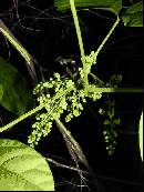 pi-may-va-leaves.jpg