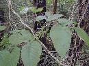 pi-may-va-leaves.jpg