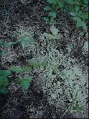pi-may-va-leaves.jpg