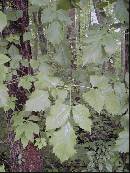 pi-may-va-leaves.jpg