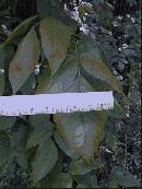 pi-may-va-leaves.jpg