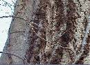 Broken-Poison-Ivy-Vine-On-Ground.jpg