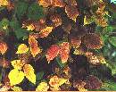 Broken-Poison-Ivy-Vine-On-Ground.jpg