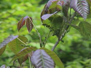 poison ivy plants